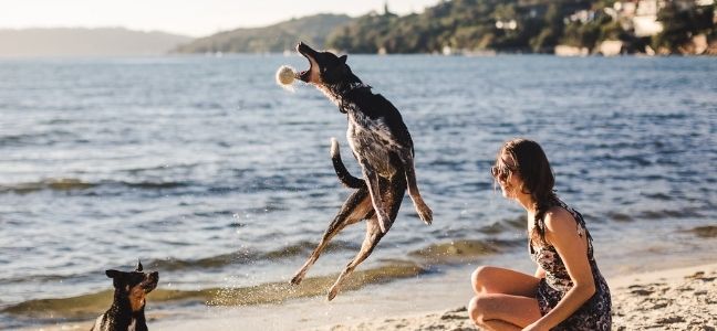 A photo of a dog jumping up high